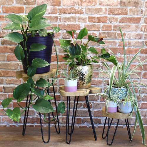 Set wooden plant stands - plant,