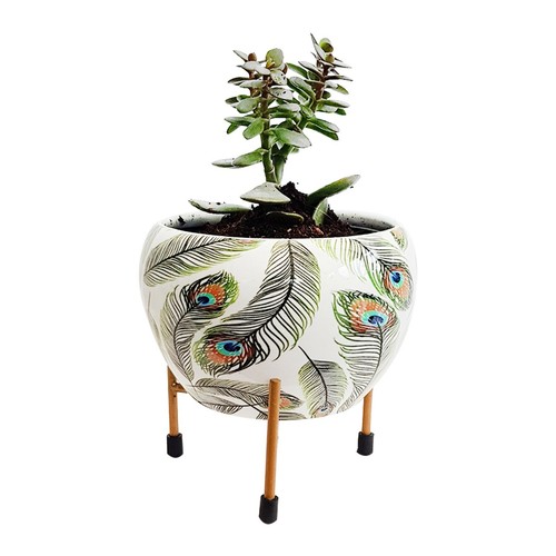 Plant pot for succulent - plant,