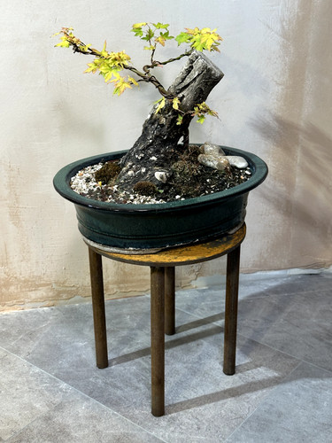 Rusty metal plant stand